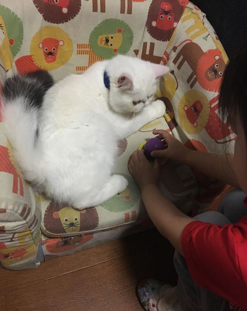 男孩养猫攻略游戏视频解说,男孩养猫是什么意思