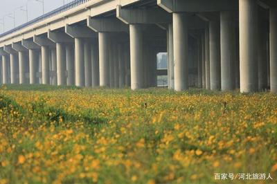 石家庄紫苑小区,石家庄紫苑小区市证吗