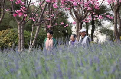 樱花王国攻略游戏下载,樱花之王