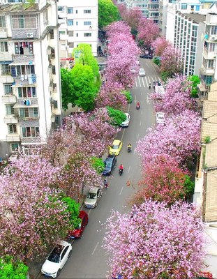 柳州市,柳州市天气预报15天天气