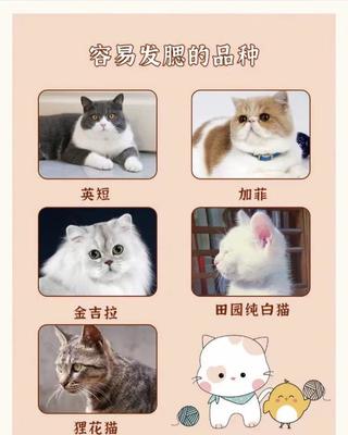 沈阳养猫攻略游戏公司电话,沈阳养猫需要什么手续