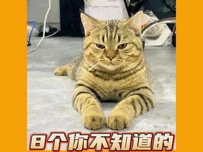 石斛兰怎么养猫攻略游戏,如何养植石斛兰