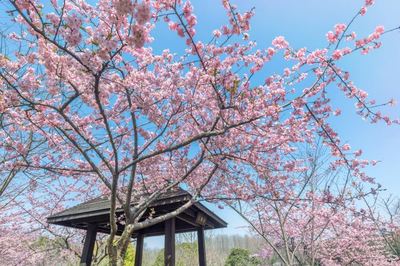 顾村公园门票,顾村公园门票多少