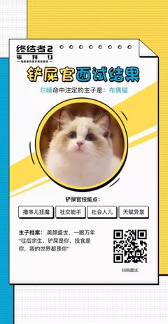 南宁想养猫攻略游戏公司,南宁领养猫地方