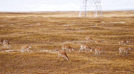 模拟大自然基地游戏攻略,模拟大自然系列