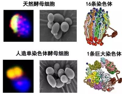 人造生命真实进化游戏攻略,craig venter人造生命