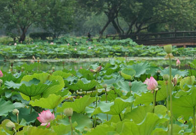 荷花小区,荷花小区属于什么街道